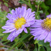 3 Œils de Christ Rudolf Goethe - Aster - Willemse