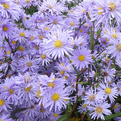 3 Marguerites d'automne Novemberblau - Astéries géantes - Willemse