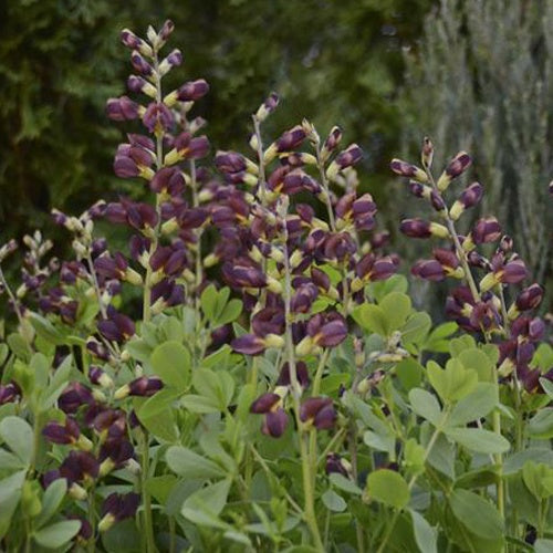 Lupin indigo Dutch Chocolate - Willemse