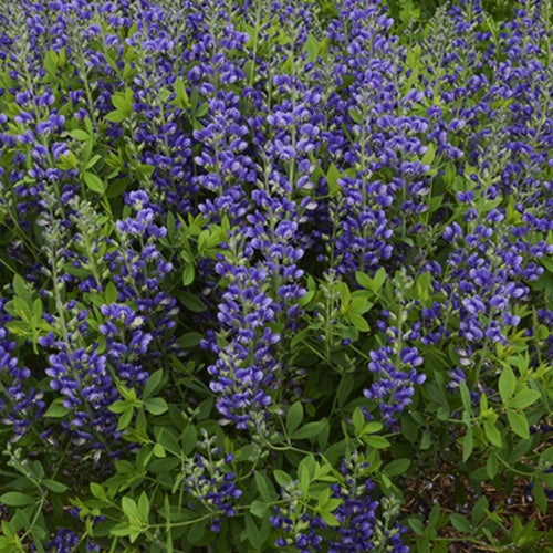 Lupin indigo Blueberry Sundae - Willemse