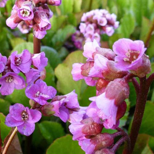 3 Bergénias Rotblum - Willemse