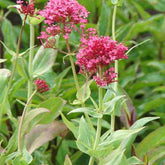 Valériane coccineus - Willemse