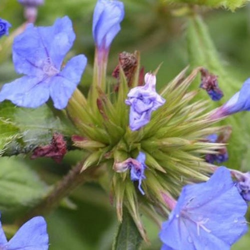 Plumbago de Willmott Forest Blue -Dentelaire arbustive - Willemse