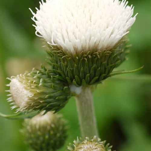 Cirse des ruisseaux à fleurs blanches - Willemse