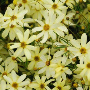 Coreopsis verticillé Moonbeam - Willemse