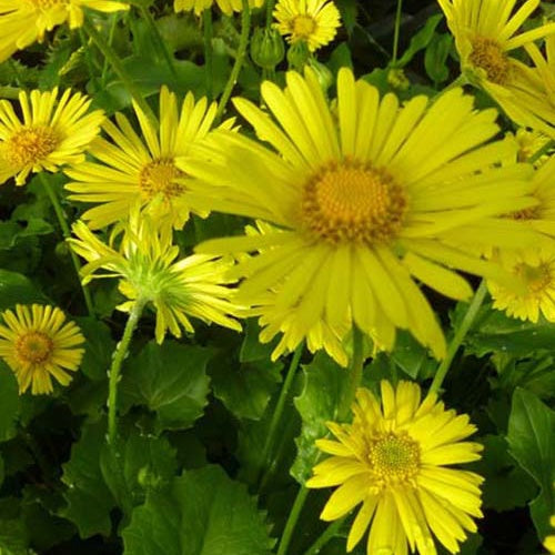 3 Doronics du Caucase Little Leo - Willemse