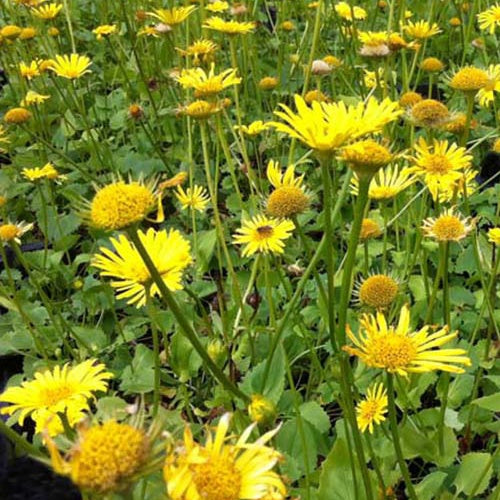 3 Doronics du Caucase Magnificum - Willemse