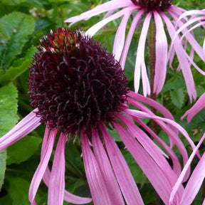 Rudbeckia - Rudbeckia pâle - Echinacea - Echinacea pallida