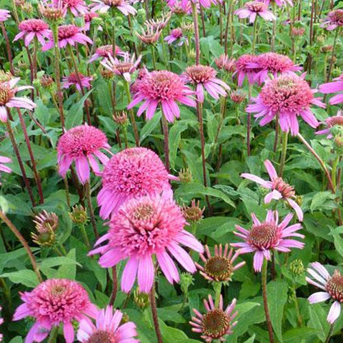 Rudbeckia pourpre Pink Double Delight - Echinacea - Willemse