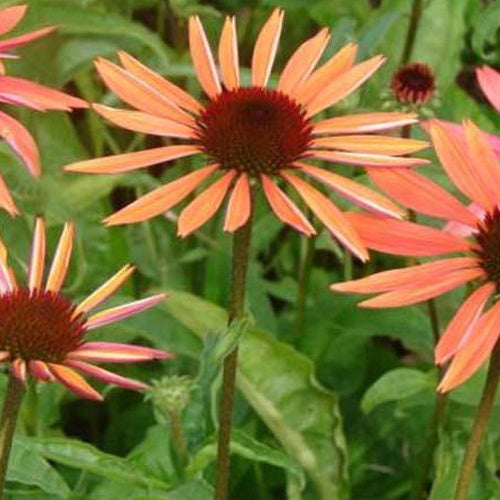 Rudbeckia pourpre Sundown - Echinacea - Willemse