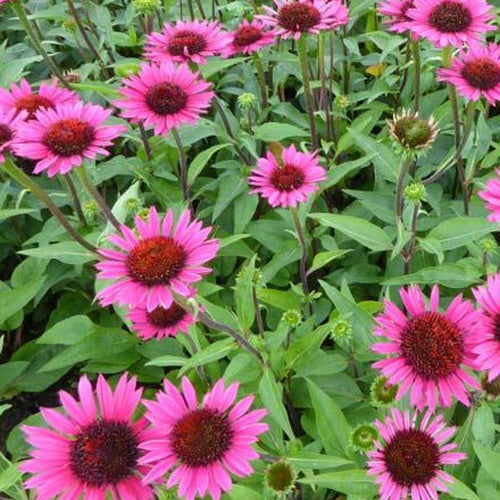 Rudbeckia pourpre Vintage Wine - Echinacea - Willemse