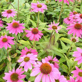 Echinacée pourpre Pow Wow Wild Berry - Willemse