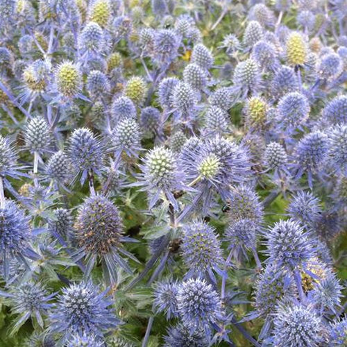 Panicaut à feuilles planes Tiny Jackpot - Willemse