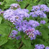 Eupatoire à fleurs d'ageratum - Willemse