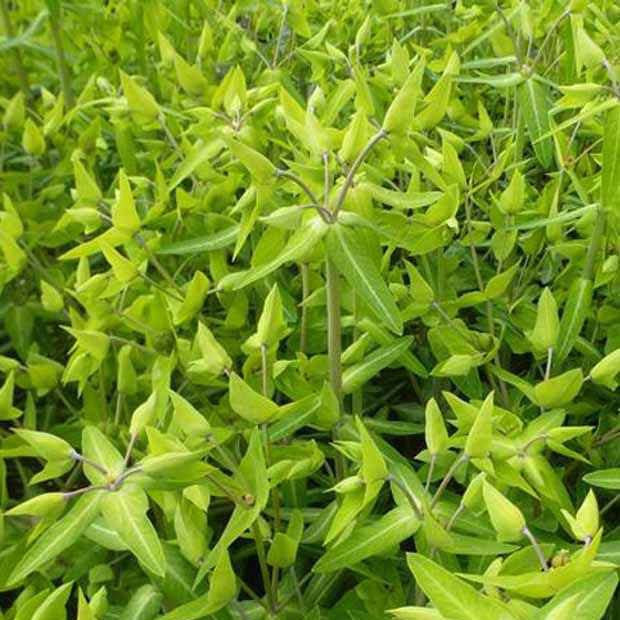 Euphorbe des Jardins - Epurge - Euphorbia lathyris - Plantes