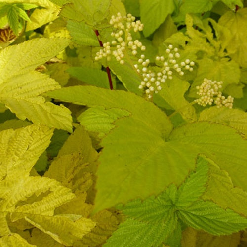 Reine des prés Aurea - Willemse