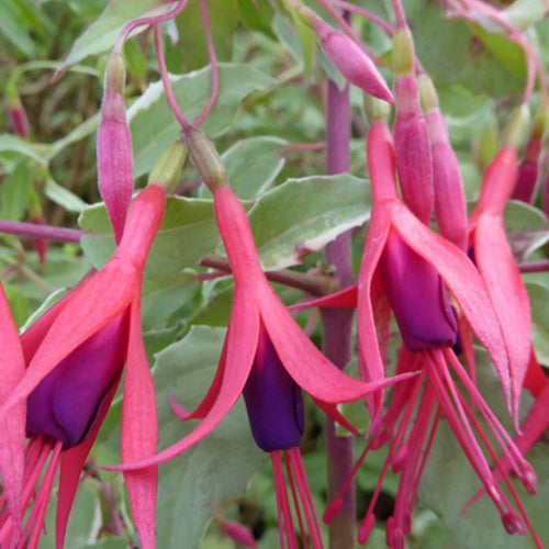 Fuchsia de Magellan Tricolor - Willemse