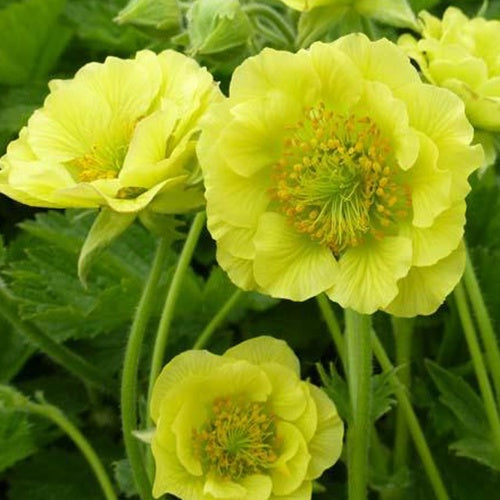 Benoîte Banana Daiquiri - Willemse