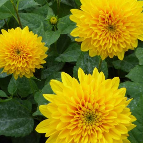 Tournesol vivace Soleil dOr - Willemse
