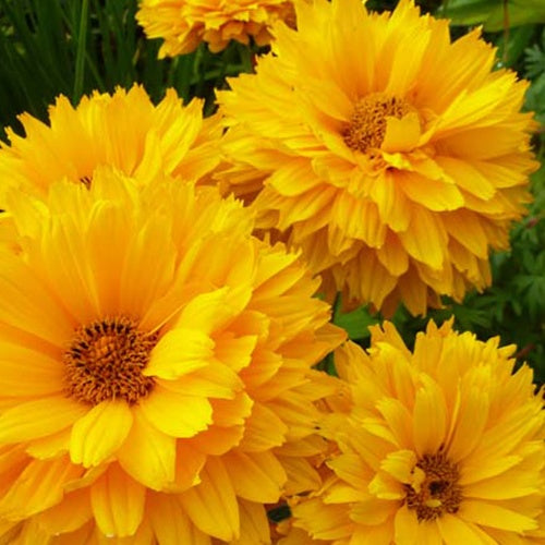 Héliopside Goldgefieder - Willemse