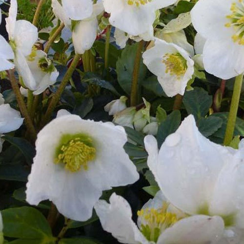 Héllébore Mont Blanc - Rose de Noël - Willemse