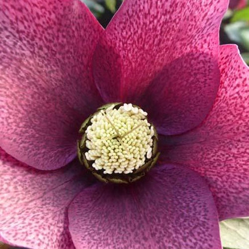 Héllébore Red Spotted - Willemse