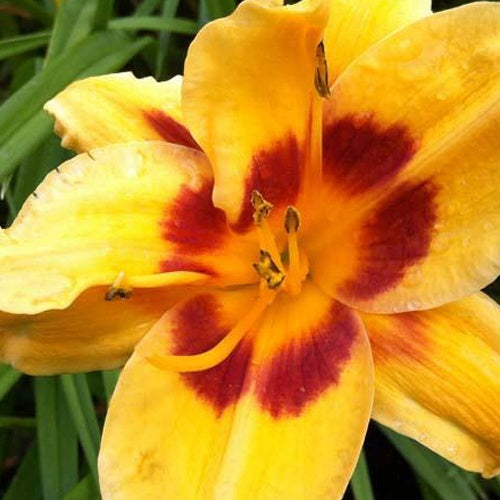 Hémérocalle Black Eyed Susan - Willemse