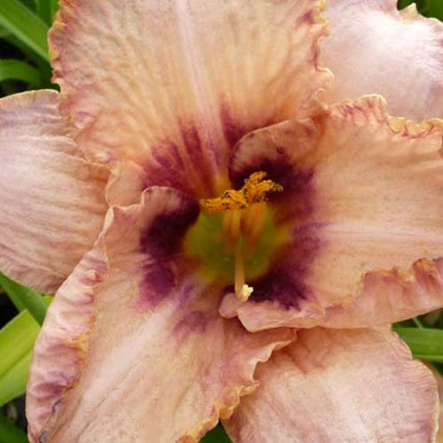 Hémérocalle Daring Deception - Willemse