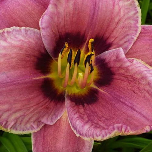 Hémérocalle Always Afternoon - Willemse