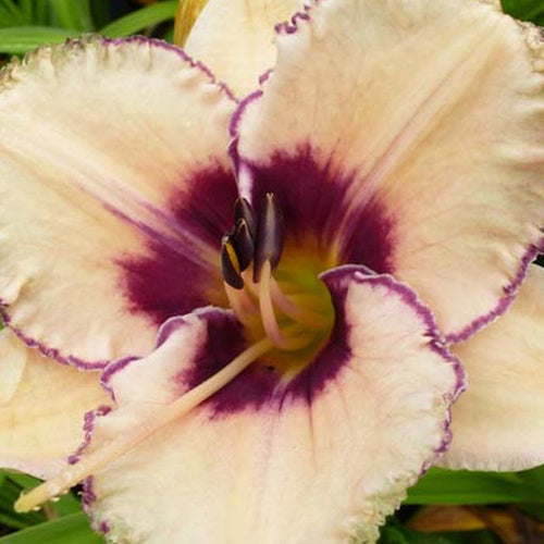 Hémérocalle Alaqua - Willemse