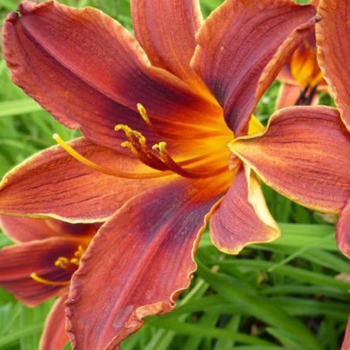 Hémérocalle Black Prince - Willemse