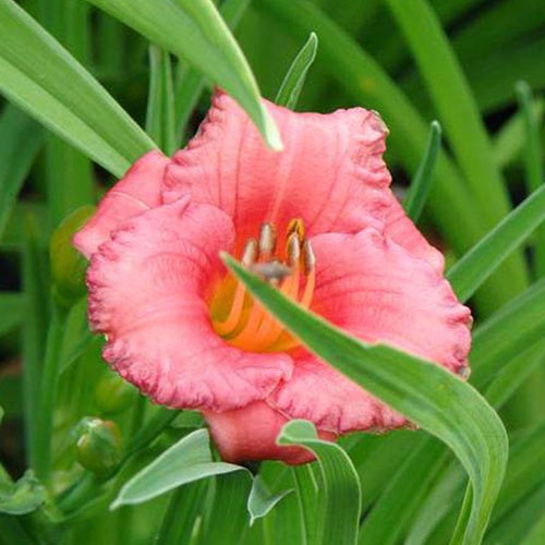 Hémérocalle Cosmopolitan - Willemse