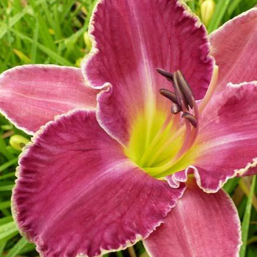 Hémérocalle David Kirchhoff - Willemse