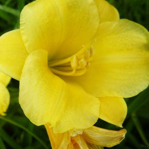 Hémérocalle Mini Stella - Willemse