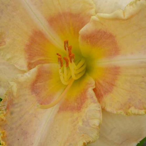 Hémérocalle Wisest of Wizards - Willemse