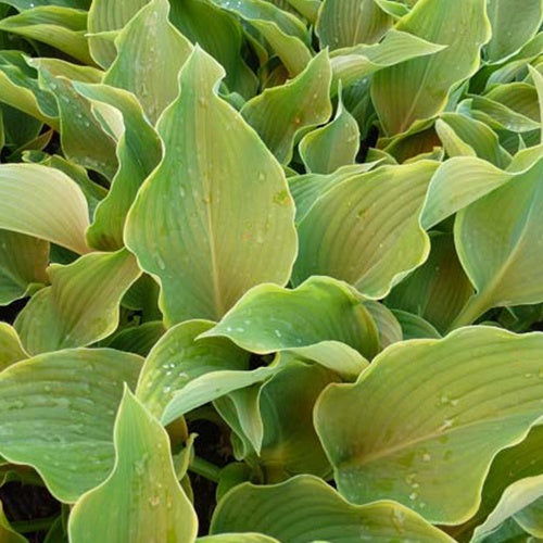 Hosta Abba Dabba Do - Willemse