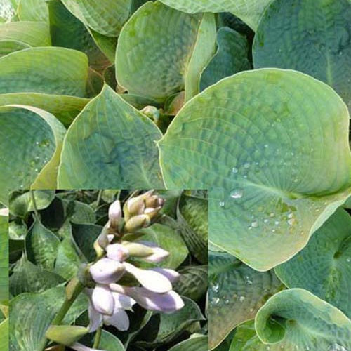 Hosta Drinking Gourd - Willemse