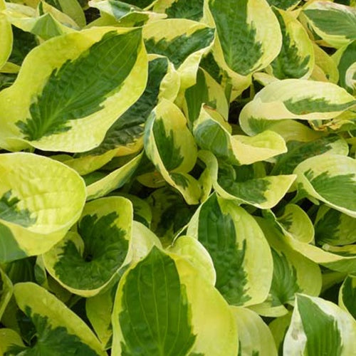 Hosta Brim Cup - Willemse
