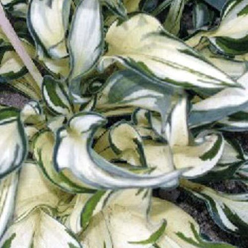 Hosta Fireworks - Willemse