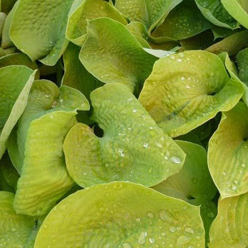 Hosta Golden Medallion - Willemse