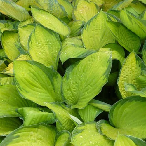 Hosta Gold Standard - Willemse