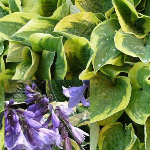 Hosta Austin Dickinson - Willemse