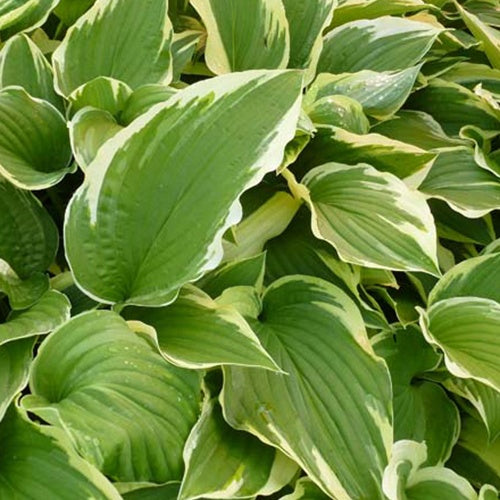 Hosta Antioch - Willemse