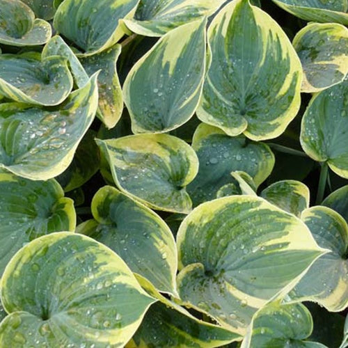 Hosta Aristocrat - Willemse