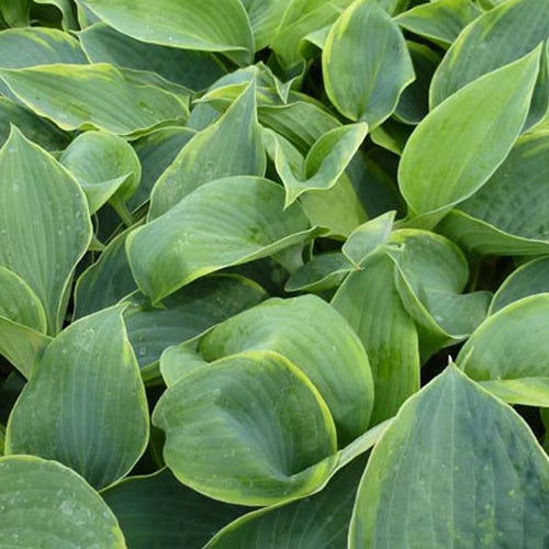 Hosta Alvatine Taylor - Willemse