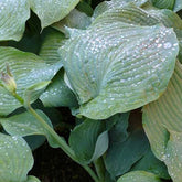 Hosta Blue Angel - Willemse