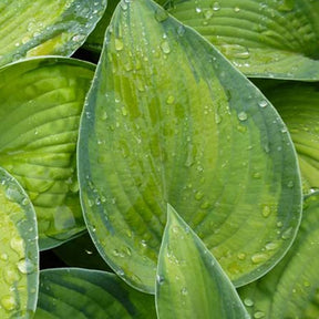 Hosta Bright Lights - Willemse