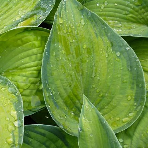Hosta Bright Lights - Hosta hybride bright lights - Willemse