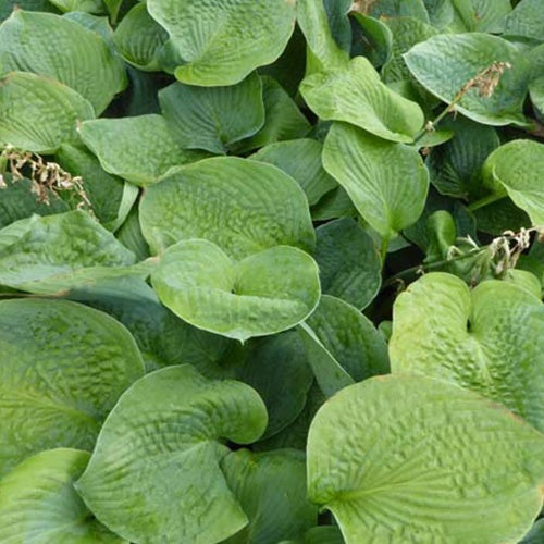 Hosta Blue Seer - Willemse