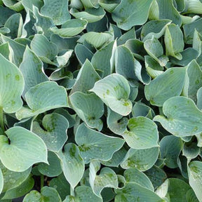 Hosta Blue Wedgwood - Willemse